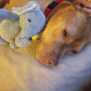 Meet your Posher, Molly